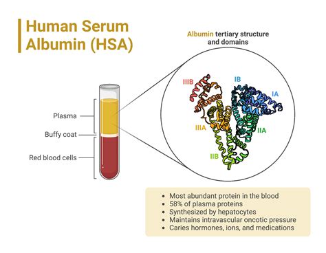 albumin serum protein